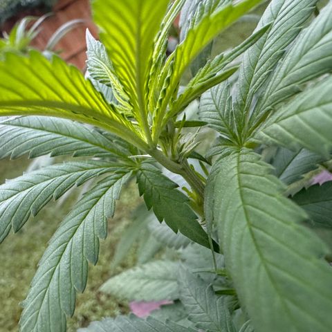 Mango Kush growlog photo: PRE-FLOWER