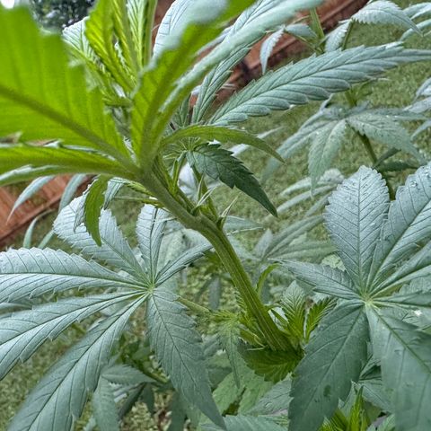 Mango Kush growlog photo: PRE-FLOWER