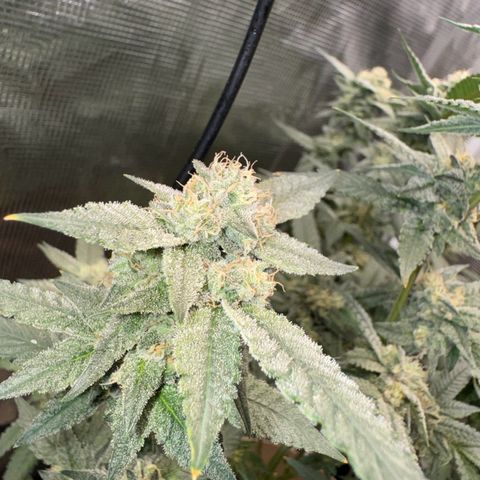 Lung Buster growlog timeline photo