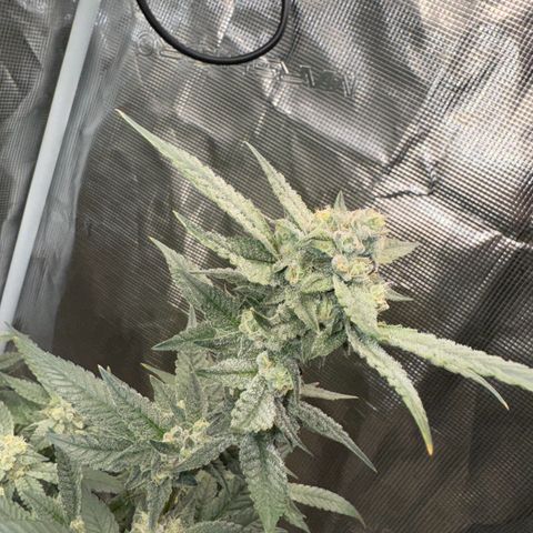 Lung Buster growlog timeline photo