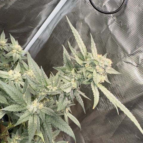 Lung Buster growlog timeline photo