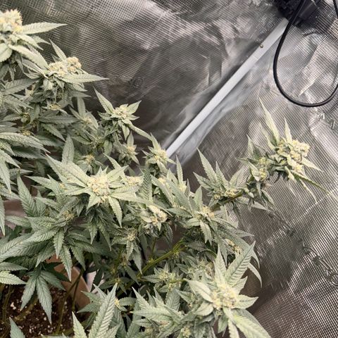 Lung Buster growlog timeline photo
