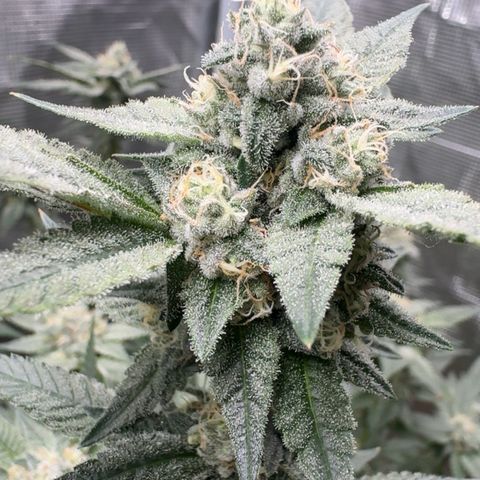 Lung Buster growlog timeline photo