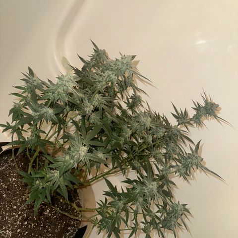 Lung Buster growlog timeline photo