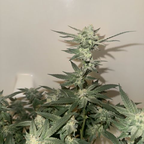 Lung Buster growlog timeline photo