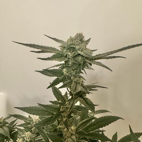 Lung Buster growlog timeline photo