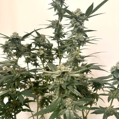 Lung Buster growlog timeline photo