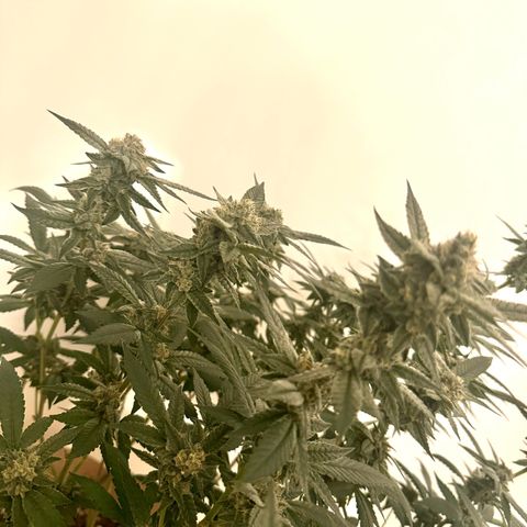 Lung Buster growlog timeline photo
