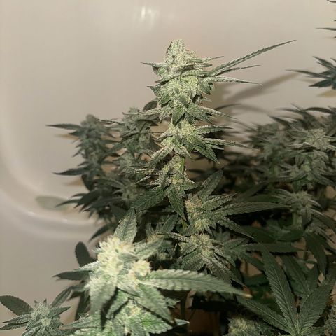 Lung Buster growlog timeline photo