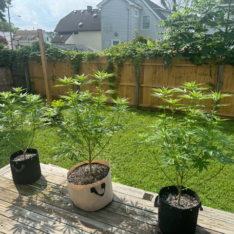 Mango Kush growlog timeline photo