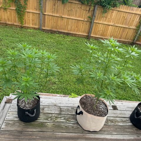 Mango Kush growlog timeline photo