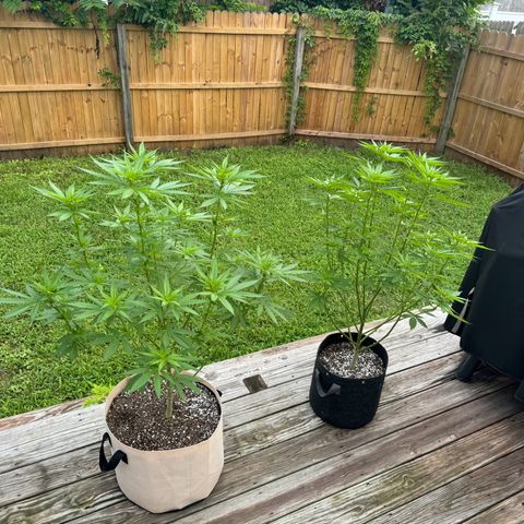 Mango Kush growlog timeline photo
