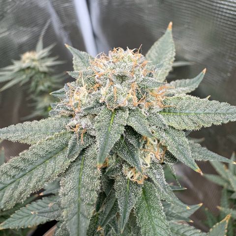 Lung Buster growlog timeline photo