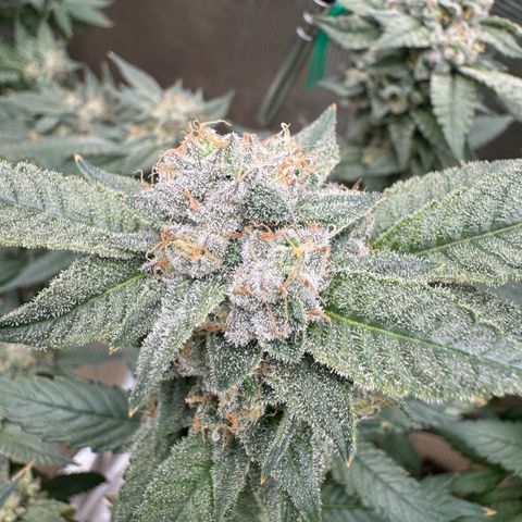 Lung Buster growlog timeline photo