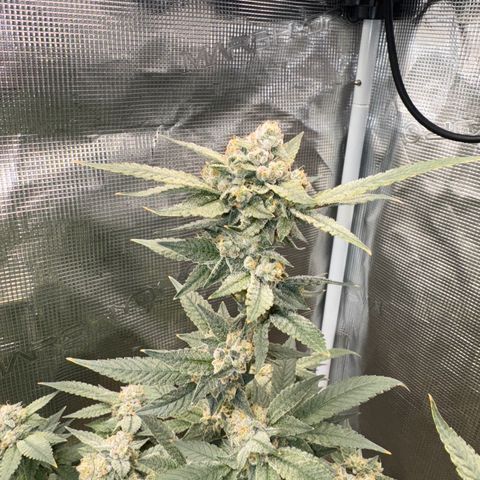 Lung Buster growlog timeline photo