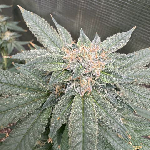 Lung Buster growlog timeline photo