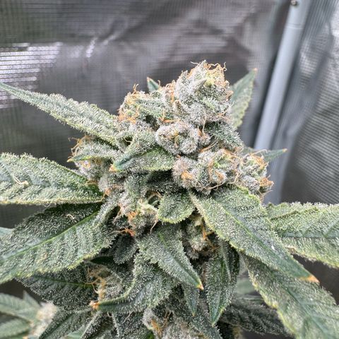 Lung Buster growlog timeline photo