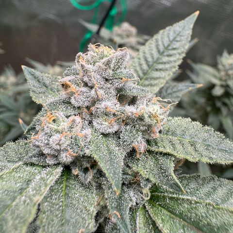 Lung Buster growlog timeline photo