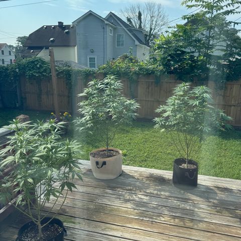 Mango Kush growlog timeline photo