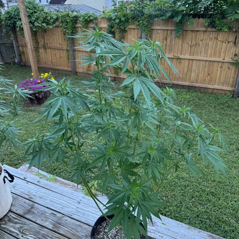 Mango Kush growlog timeline photo