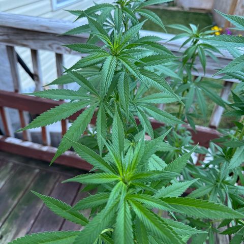 Mango Kush growlog timeline photo