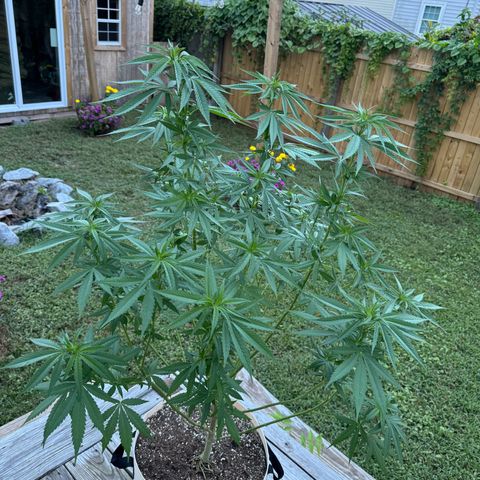 Mango Kush growlog timeline photo