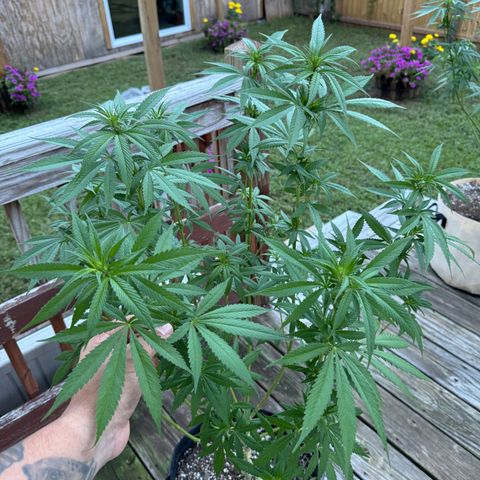 Mango Kush growlog timeline photo