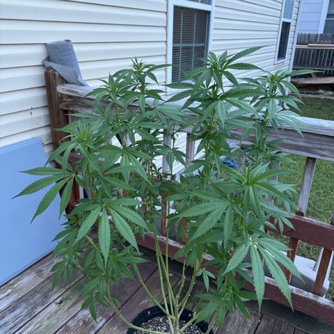Mango Kush growlog timeline photo