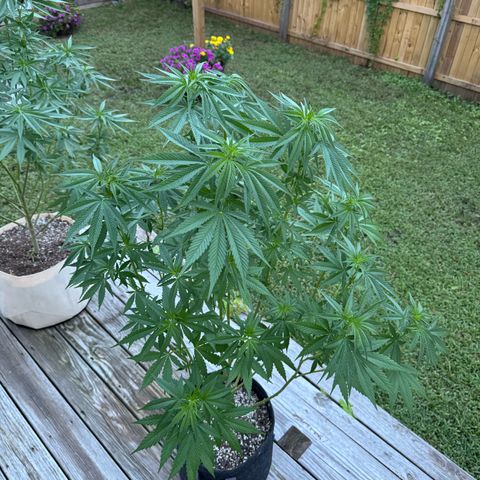 Mango Kush growlog timeline photo