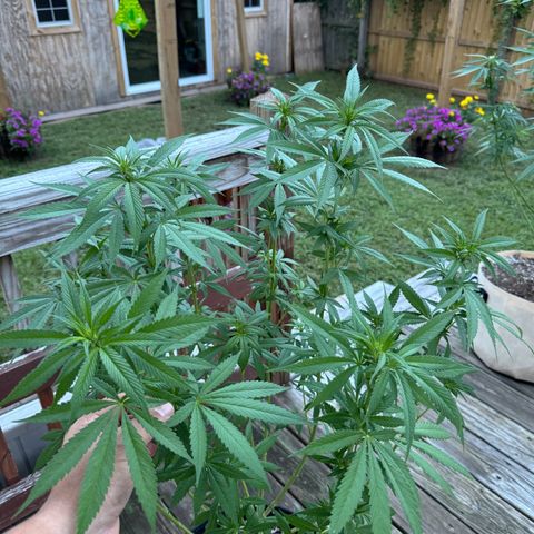 Mango Kush growlog timeline photo