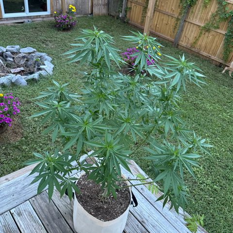 Mango Kush growlog timeline photo