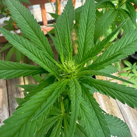 Mango Kush growlog timeline photo