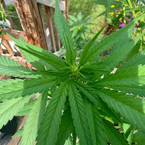 Mango Kush growlog timeline photo