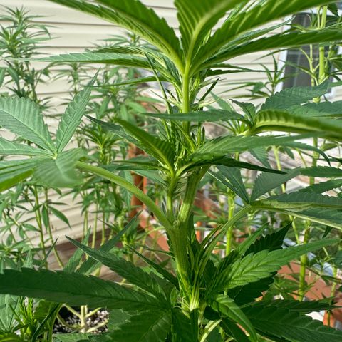 Mango Kush growlog timeline photo