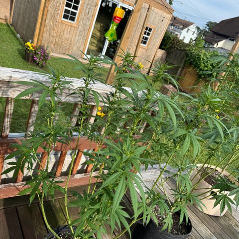 Mango Kush growlog timeline photo