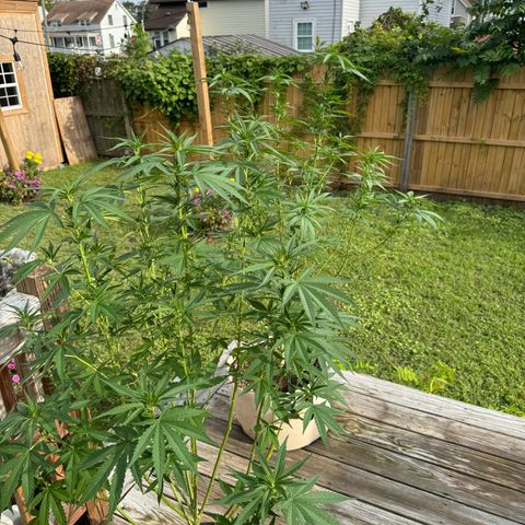 Mango Kush growlog timeline photo