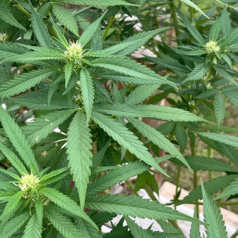 Mango Kush growlog timeline photo