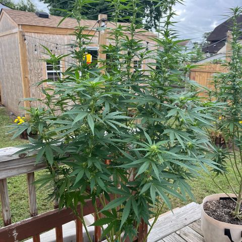 Mango Kush growlog timeline photo