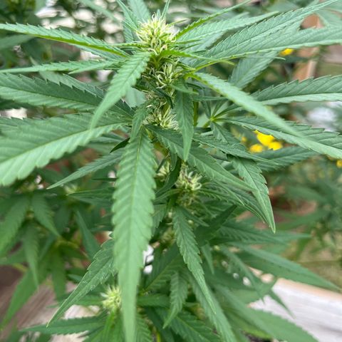 Mango Kush growlog timeline photo