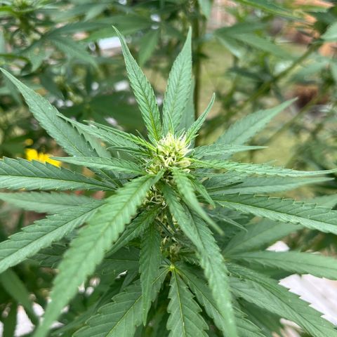 Mango Kush growlog timeline photo