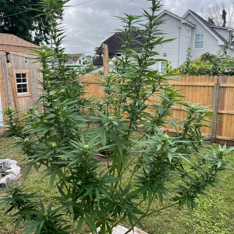 Mango Kush growlog timeline photo