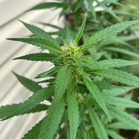 Mango Kush growlog timeline photo