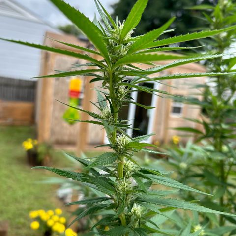 Mango Kush growlog timeline photo