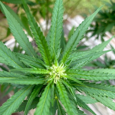 Mango Kush growlog timeline photo