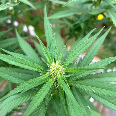 Mango Kush growlog timeline photo