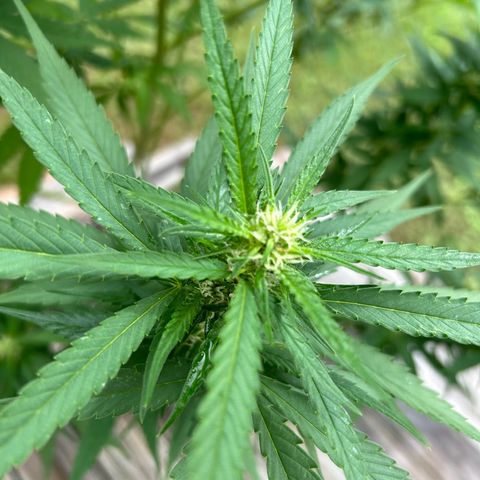 Mango Kush growlog timeline photo