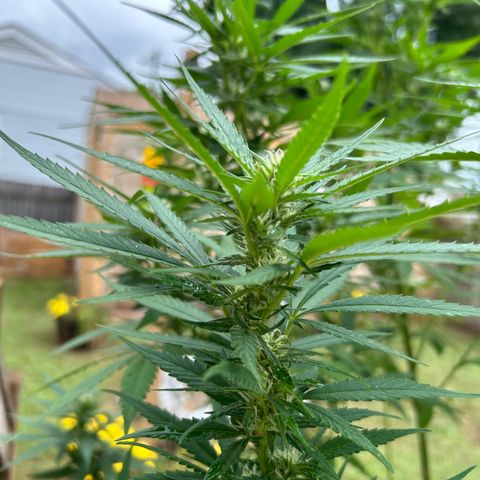 Mango Kush growlog timeline photo