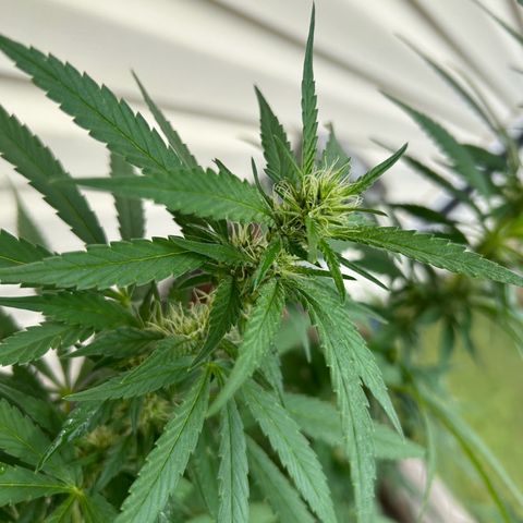 Mango Kush growlog timeline photo