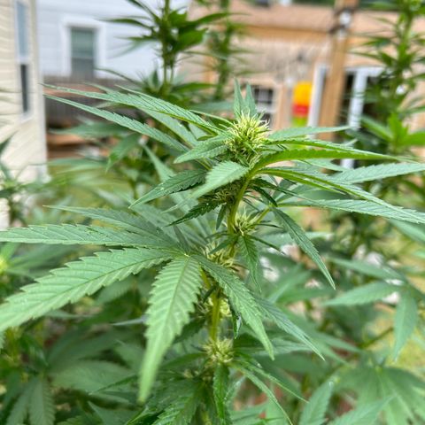 Mango Kush growlog timeline photo