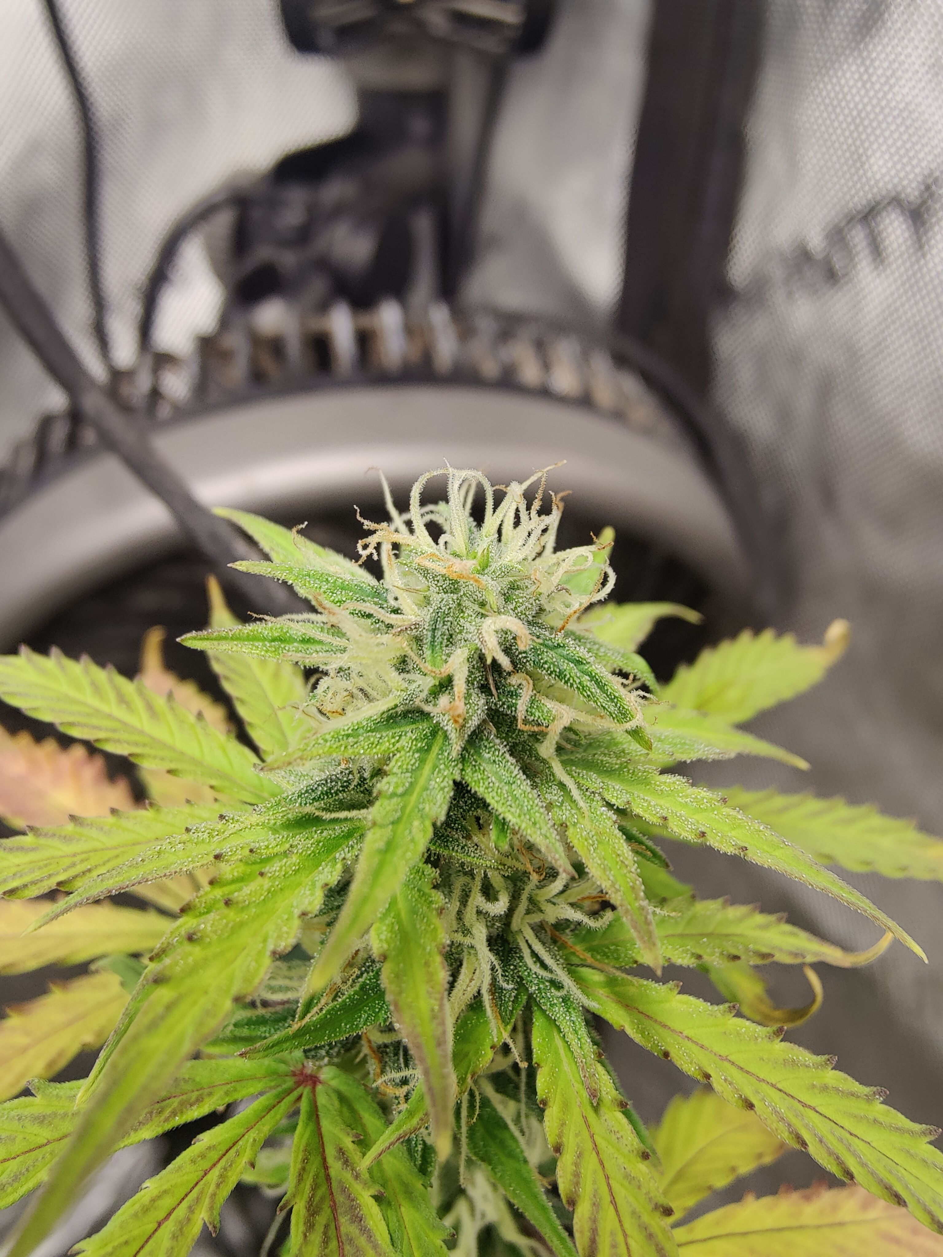 Mango Sherbet Auto - GWJ Solo growlog header